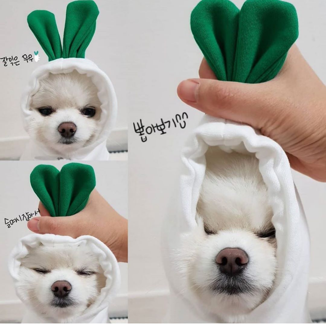 Cute Fruit Hoodie Winter Warm Fleece Dog Sweater for Small Dogs - French Bulldog, Chihuahua, Puppy & Cat Clothing