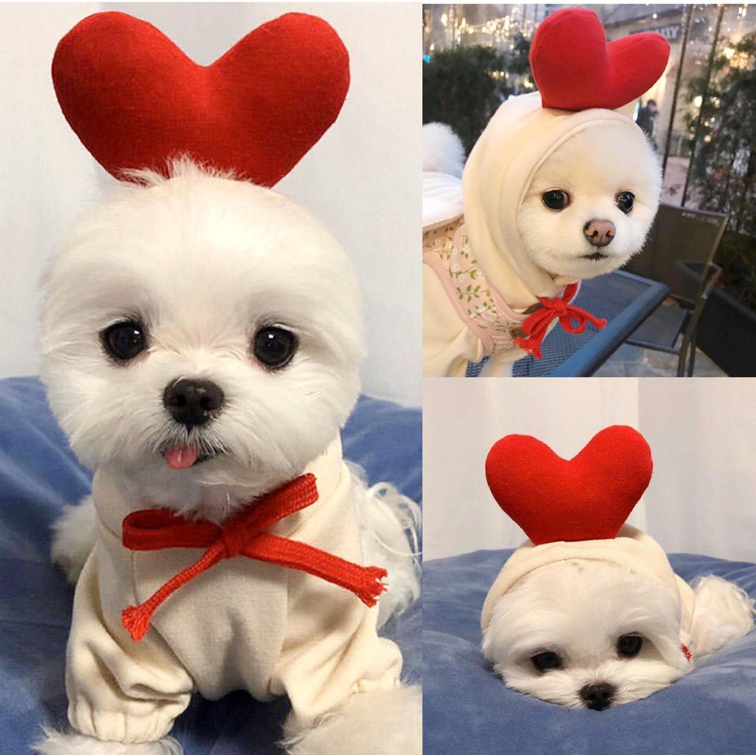 Cute Fruit Hoodie Winter Warm Fleece Dog Sweater for Small Dogs - French Bulldog, Chihuahua, Puppy & Cat Clothing