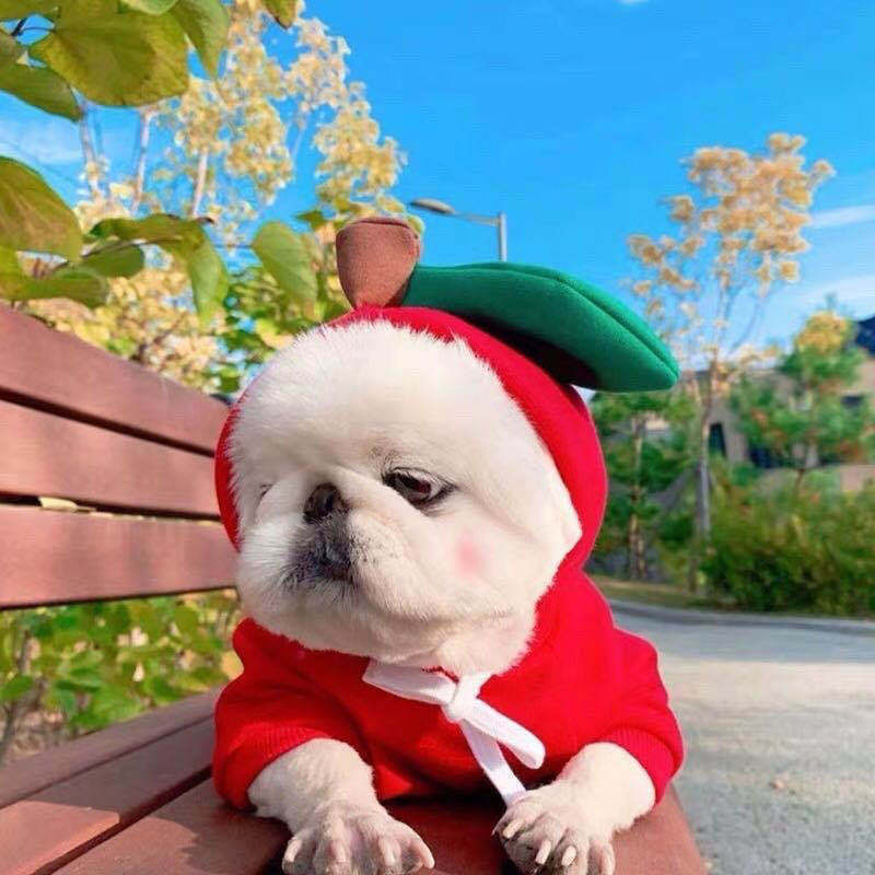 Cute Fruit Hoodie Winter Warm Fleece Dog Sweater for Small Dogs - French Bulldog, Chihuahua, Puppy & Cat Clothing
