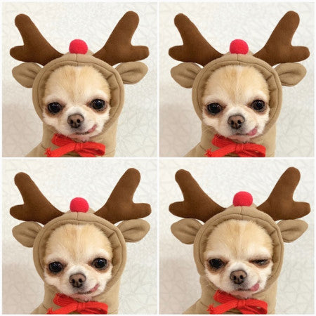 Cute Fruit Hoodie Winter Warm Fleece Dog Sweater for Small Dogs - French Bulldog, Chihuahua, Puppy & Cat Clothing